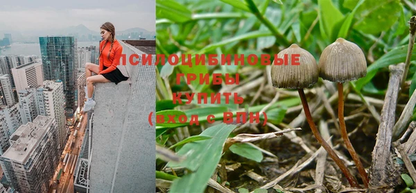 дурь Бородино